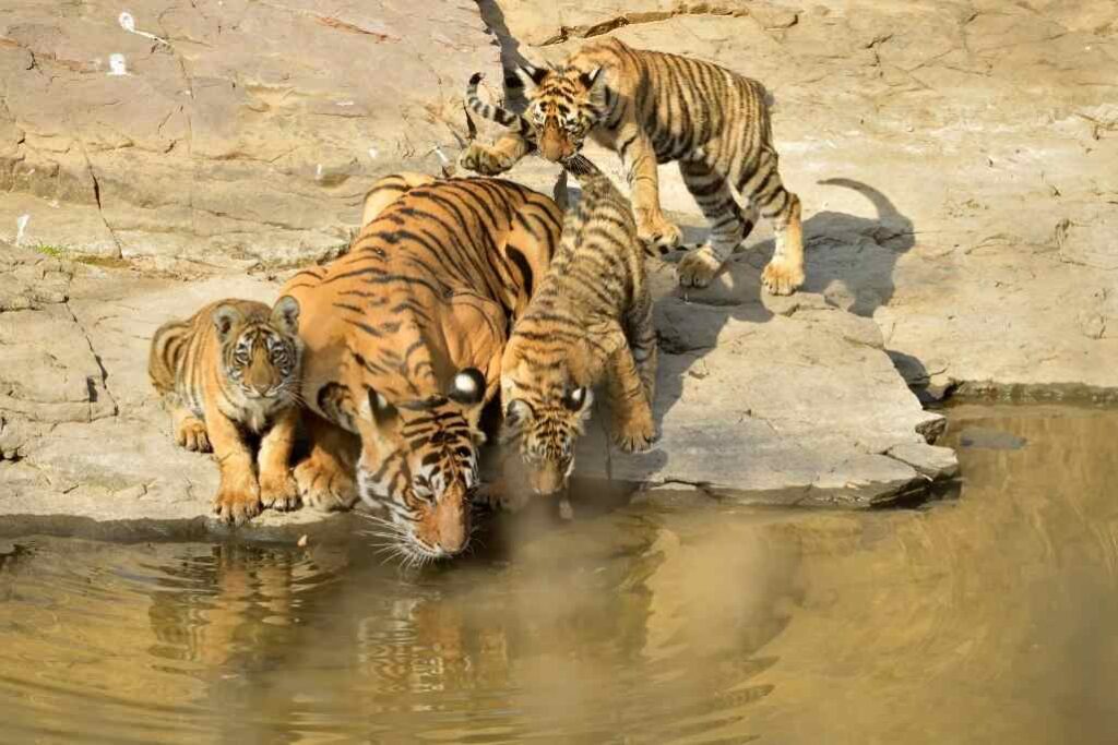 family of tigers